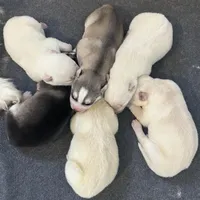 Yoshi, a male Siberian Husky for sale in Prattsburgh, NY – Photo 3 of 5