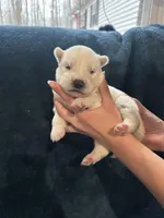 Yoshi, a male Siberian Husky for sale in Prattsburgh, NY – Photo 1 of 5