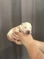 Yoshi, a male Siberian Husky for sale in Prattsburgh, NY – Photo 2 of 5