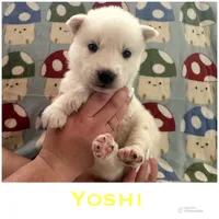 Yoshi, a male Siberian Husky for sale in Prattsburgh, NY – Photo 1 of 4
