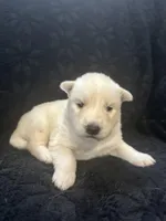 Luigi, a male Siberian Husky for sale in Prattsburgh, NY – Photo 1 of 3