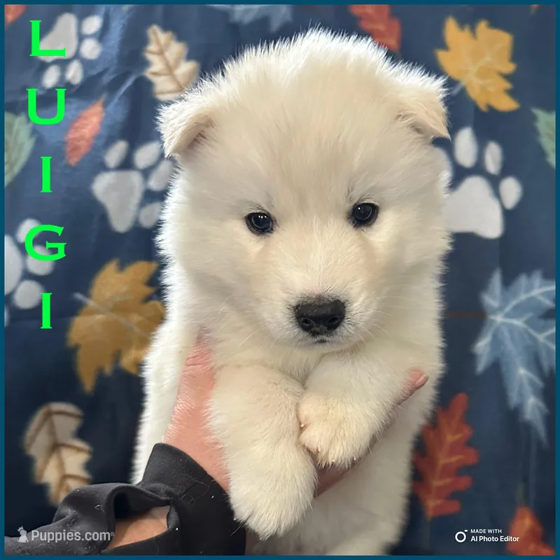 Luigi – Siberian Husky puppy for sale in Prattsburgh, NY