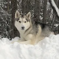 Luigi, a male Siberian Husky for sale in Prattsburgh, NY – Photo 2 of 3