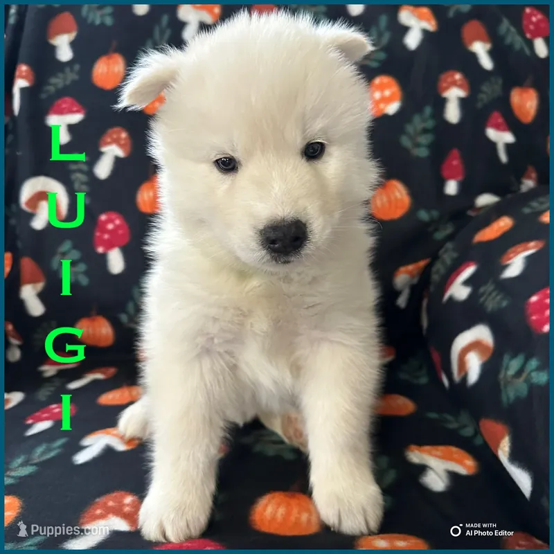 Luigi – Siberian Husky puppy for sale in Prattsburgh, NY