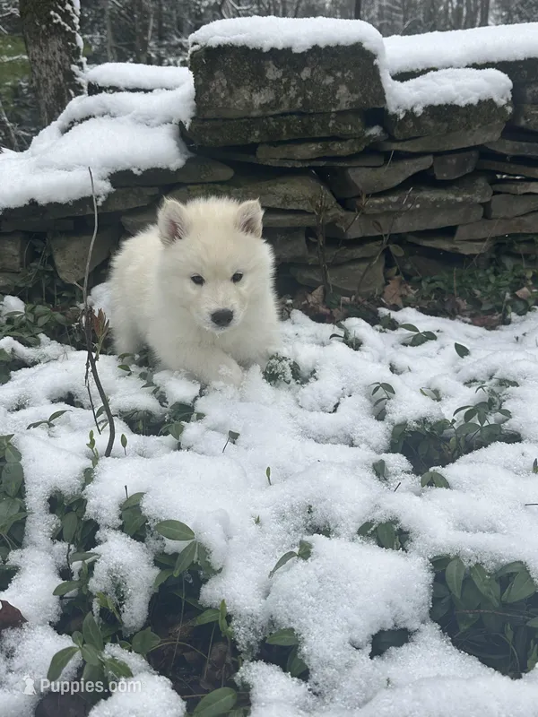 Luigi – Siberian Husky puppy for sale in Prattsburgh, NY