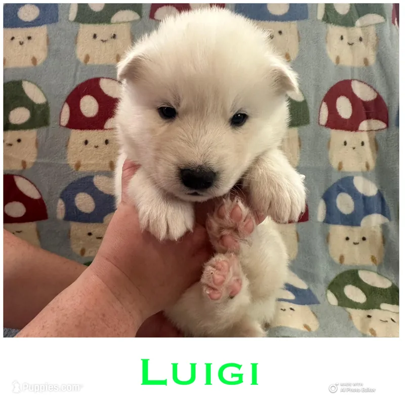 Luigi – Siberian Husky puppy for sale in Prattsburgh, NY