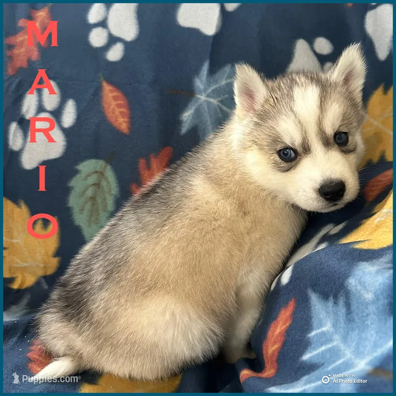 Mario – Siberian Husky puppy for sale in Prattsburgh, NY