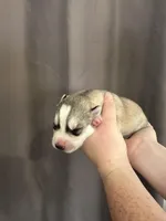 Mario, a male Siberian Husky for sale in Prattsburgh, NY – Photo 2 of 5