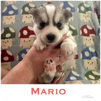 Mario, a male Siberian Husky for sale in Prattsburgh, NY – Photo 1 of 4