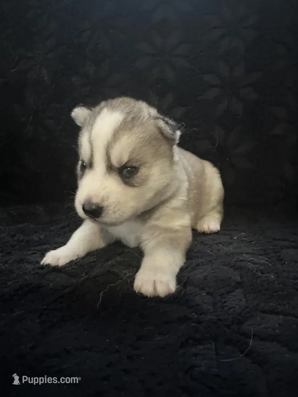 Mario – Siberian Husky puppy for sale in Prattsburgh, NY