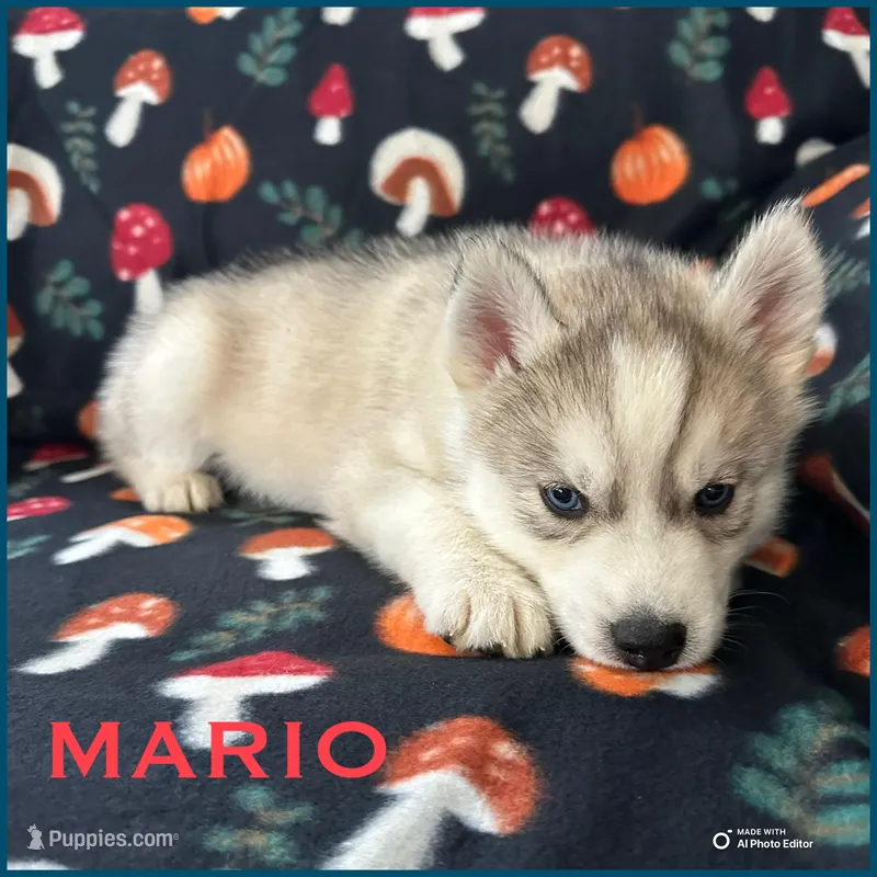 Mario – Siberian Husky puppy on hold in Prattsburgh, NY