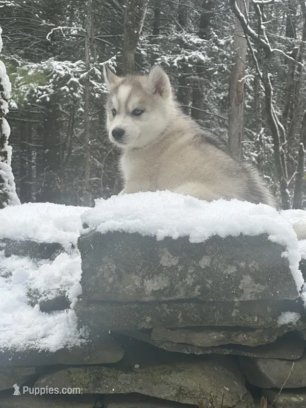Mario – Siberian Husky puppy for sale in Prattsburgh, NY