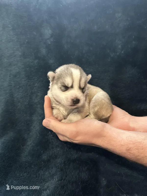 Mario – Siberian Husky puppy for sale in Prattsburgh, NY