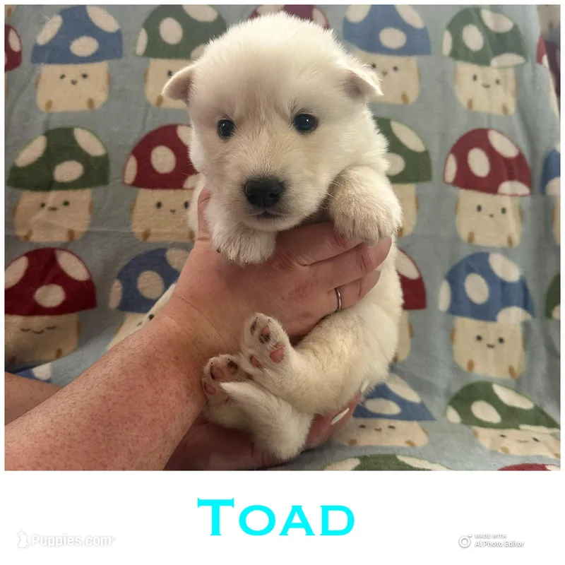 Toad – Siberian Husky puppy for sale in Prattsburgh, NY