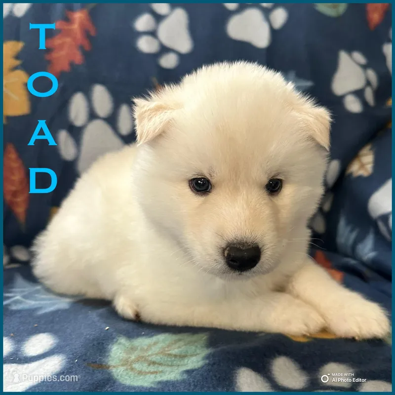 Toad – Siberian Husky puppy for sale in Prattsburgh, NY
