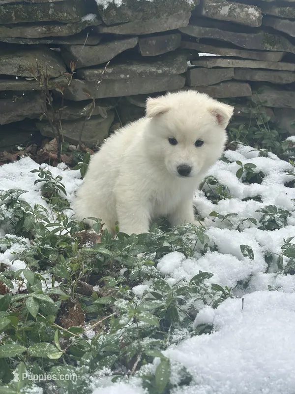 Toad – Siberian Husky puppy for sale in Prattsburgh, NY
