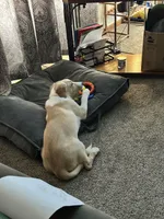 Hazel, a female Collie and Labrador Retriever for sale in Hudsonville, MI – Photo 9 of 9