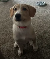 Hazel, a female Collie and Labrador Retriever for sale in Hudsonville, MI – Photo 6 of 9