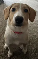 Hazel, a female Collie and Labrador Retriever for sale in Hudsonville, MI – Photo 5 of 9