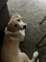 Hazel, a female Collie and Labrador Retriever for sale in Hudsonville, MI – Photo 8 of 9