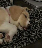 Hazel, a female Collie and Labrador Retriever for sale in Hudsonville, MI – Photo 3 of 9