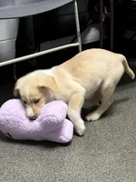 Hazel, a female Collie and Labrador Retriever for sale in Hudsonville, MI – Photo 2 of 9