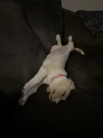 Hazel, a female Collie and Labrador Retriever for sale in Hudsonville, MI – Photo 7 of 9