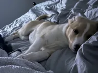 Hazel, a female Collie and Labrador Retriever for sale in Hudsonville, MI – Photo 4 of 9