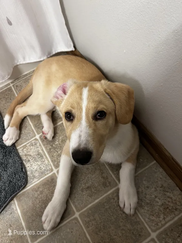 Hazel – Collie, Labrador Retriever puppy for sale in Hudsonville, MI