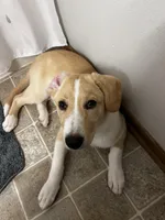 Hazel, a female Collie and Labrador Retriever for sale in Hudsonville, MI – Photo 1 of 9