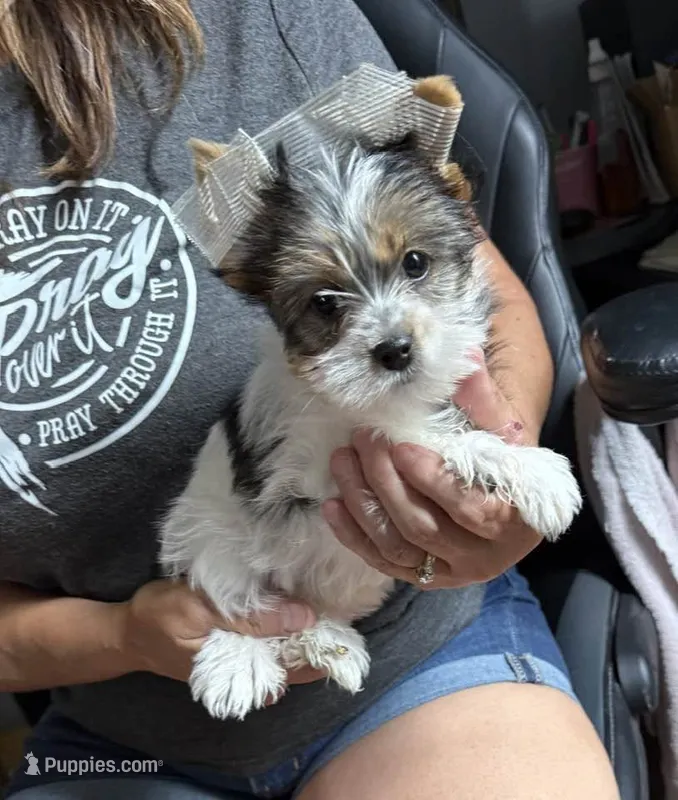 Annabelle – Yorkshire Terrier puppy for sale in Roanoke, IN