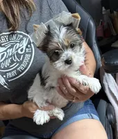 Annabelle, a female Yorkshire Terrier for sale in Roanoke, IN – 1 of 4