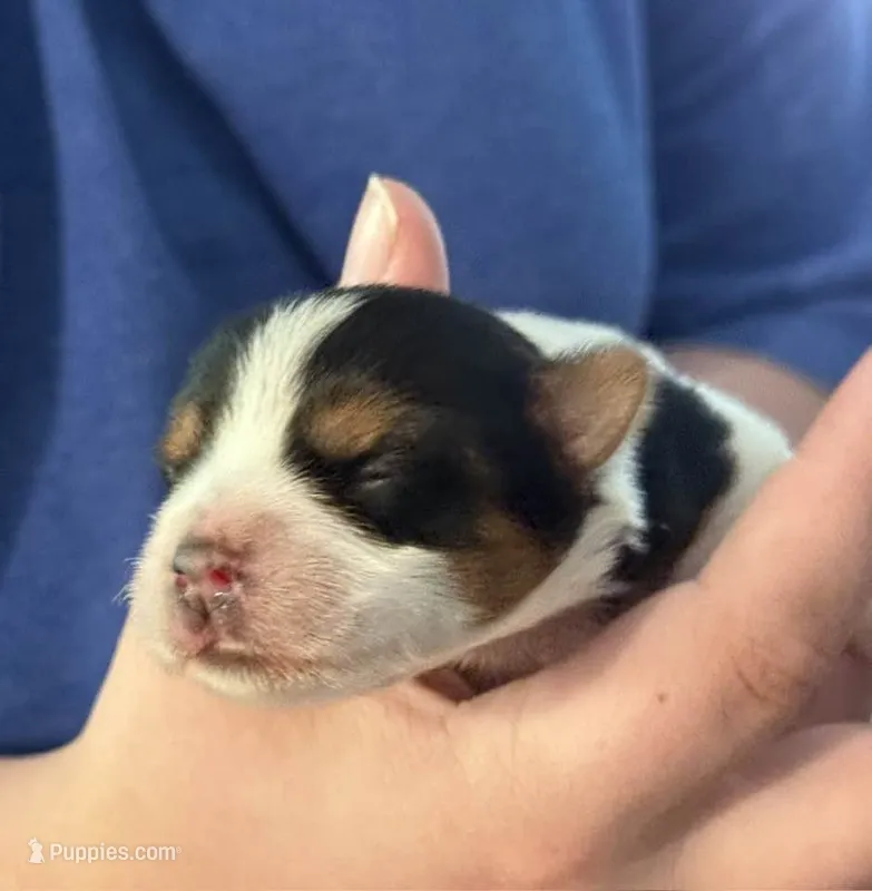 Annabelle – Yorkshire Terrier puppy for sale in Roanoke, IN