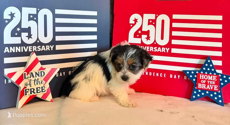 Annabelle – Yorkshire Terrier puppy for sale in Roanoke, IN