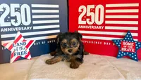 Teddy, a male Yorkshire Terrier for sale in Roanoke, IN – 3 of 4