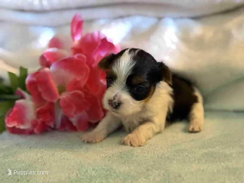 Sassys girl2 – Yorkshire Terrier puppy for sale in Roanoke, IN