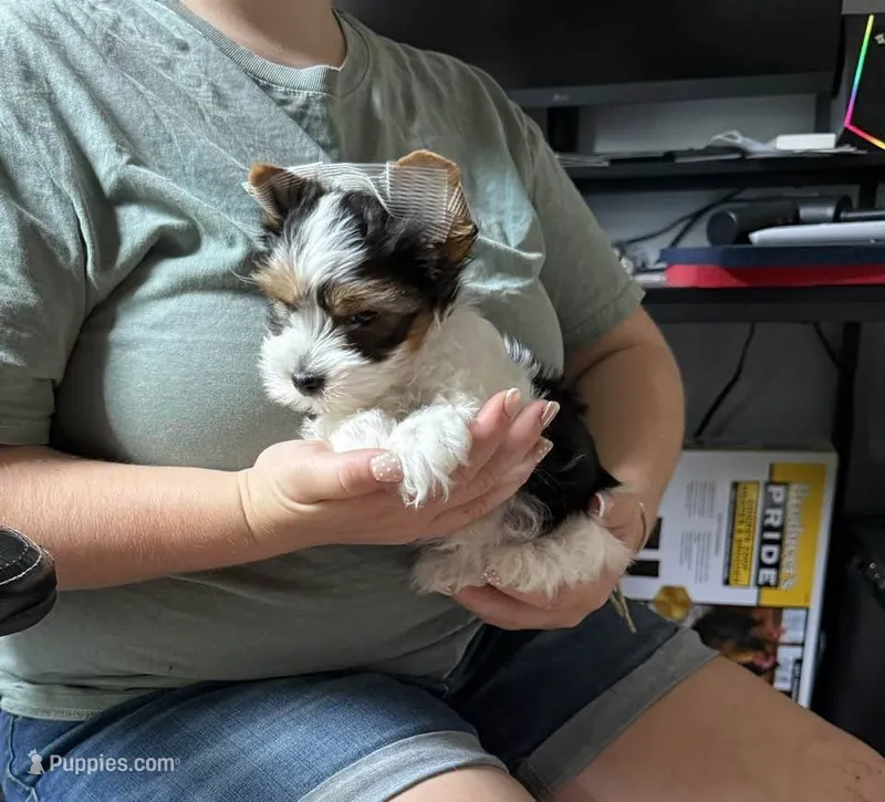 Sassys girl2  – Yorkshire Terrier puppy for sale in Roanoke, IN