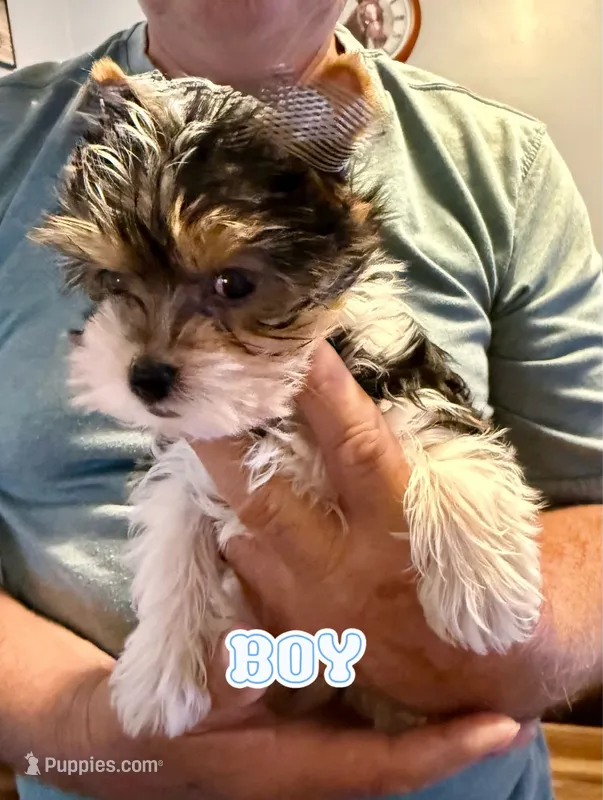 Sassy's boy – Yorkshire Terrier puppy for sale in Roanoke, IN