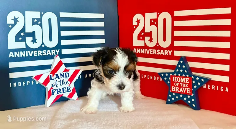 Sassys girl2 ( Teacup) – Yorkshire Terrier puppy for sale in Roanoke, IN