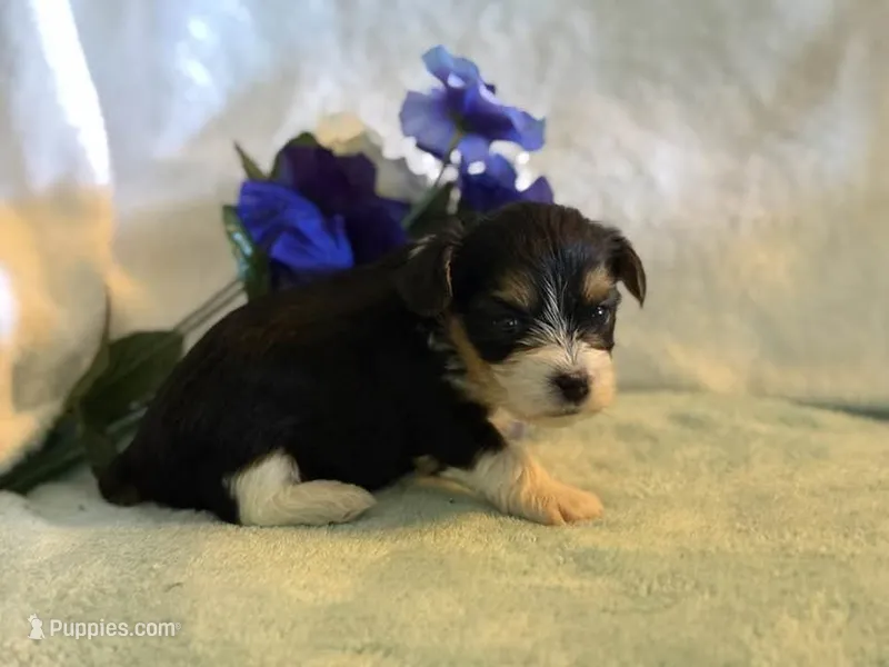 Sassys boy 2 – Yorkshire Terrier puppy for sale in Roanoke, IN