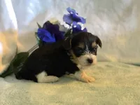 Sassys boy 2, a male Yorkshire Terrier for sale in Roanoke, IN – 1 of 1