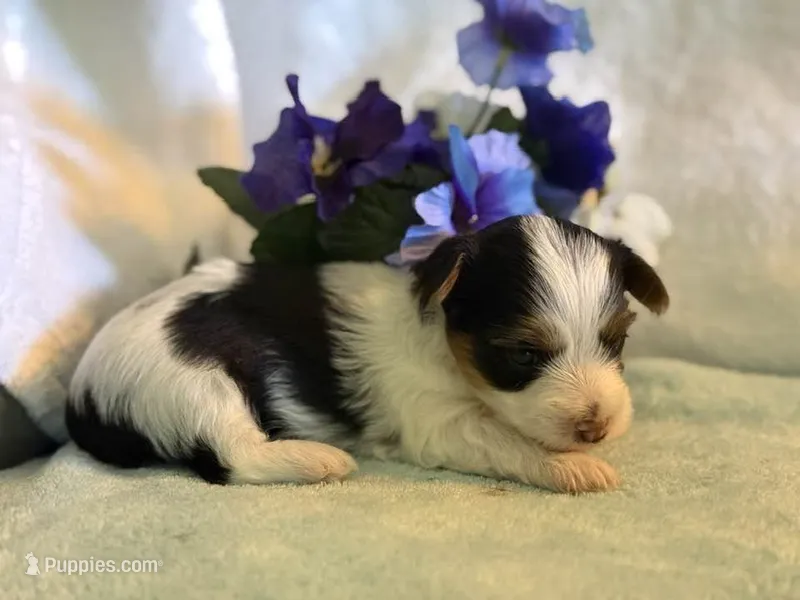 Sassys boy 3 – Yorkshire Terrier puppy for sale in Roanoke, IN