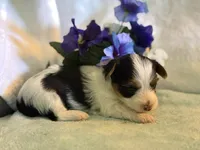 Sassys boy 3, a male Yorkshire Terrier for sale in Roanoke, IN – 1 of 1