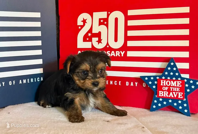 Teddy – Yorkshire Terrier puppy for sale in Roanoke, IN