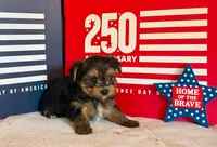 Teddy, a male Yorkshire Terrier for sale in Roanoke, IN – 2 of 4
