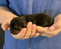 Teddy, a male Yorkshire Terrier for sale in Roanoke, IN – 1 of 1