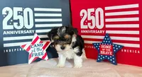Sassys boy 1 , a male Yorkshire Terrier for sale in Roanoke, IN – 2 of 3