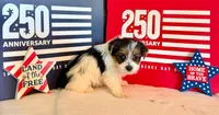 Annabelle, a female Yorkshire Terrier for sale in Roanoke, IN – 3 of 4