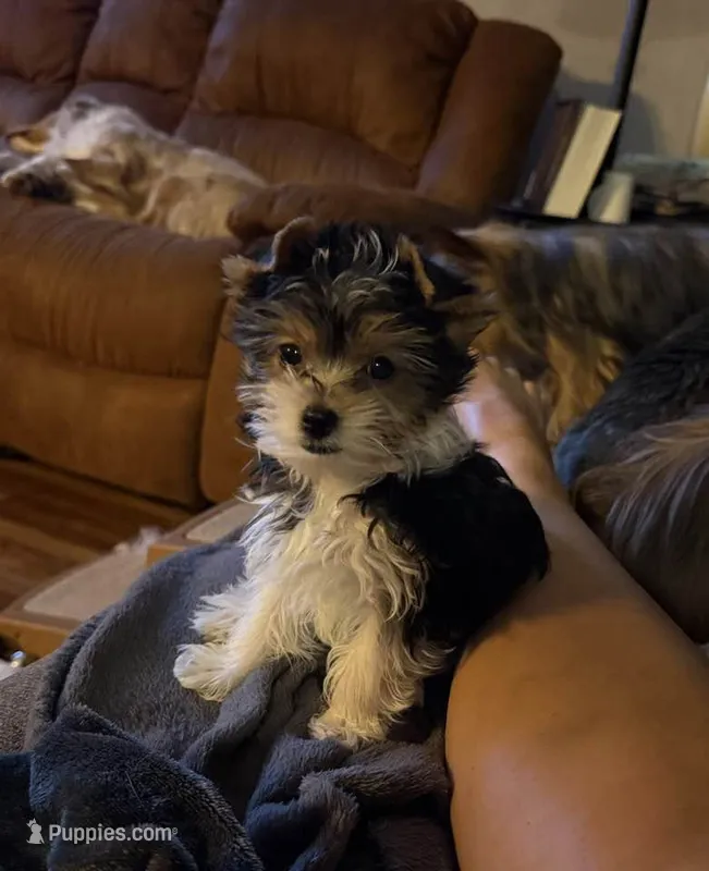 Sassy's boy – Yorkshire Terrier puppy for sale in Roanoke, IN