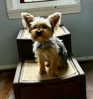 Chopper, a male Yorkshire Terrier for sale in Roanoke, IN – Photo 2 of 2